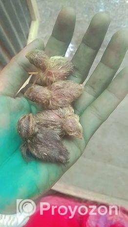 কিং কোয়েলে