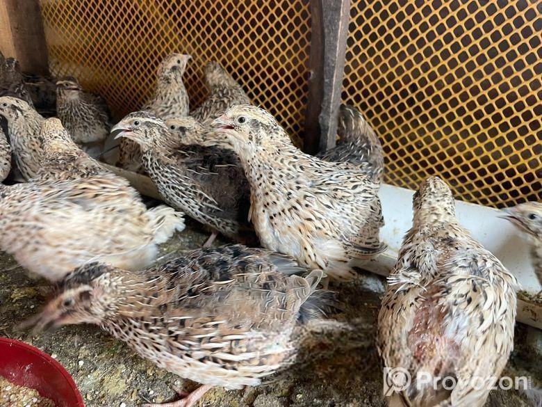 রানিং ডিম পাড়া কোয়েল পাখি বিক্রয় করা হবে