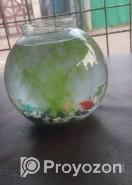প্লান্ট সহ মাছ