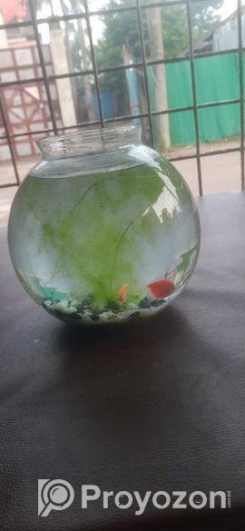 প্লান্ট সহ মাছ