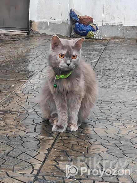 পার্সিয়ান বিড়াল ফিমেল