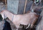 খাসি ছাগল বিক্রি করা হবে