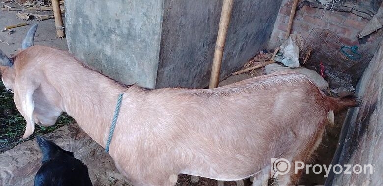 খাসি ছাগল বিক্রি করা হবে