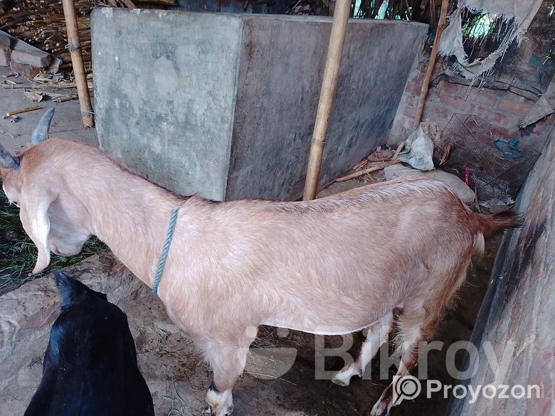 খাসি ছাগল বিক্রি করা হবে