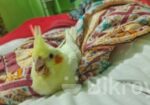 Cocktail bird Sell Hobe