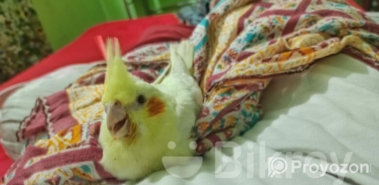 Cocktail bird Sell Hobe