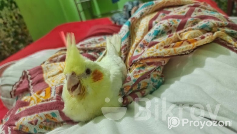 Cocktail bird Sell Hobe