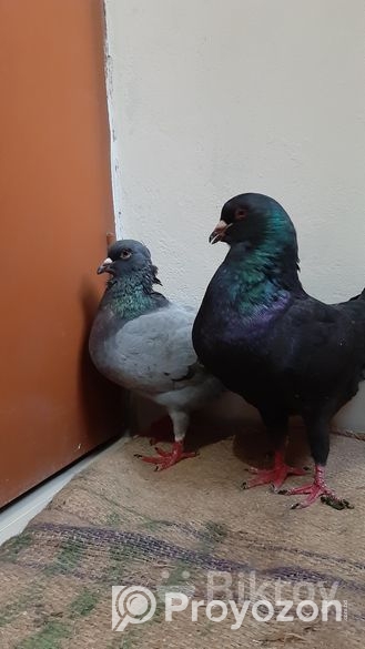 কিছু রানিং কবুতর বিক্রি হবে