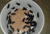 bitol puka | Beetle insect, super worm seed larva, mother in