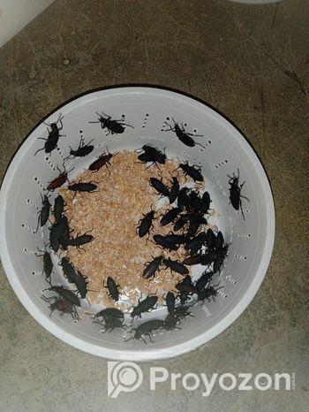 bitol puka | Beetle insect, super worm seed larva, mother in
