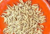 bitol puka | Beetle insect, super worm seed larva, mother in