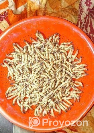 bitol puka | Beetle insect, super worm seed larva, mother in