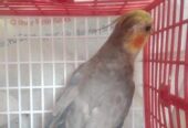কোকাটেল পাখি বিক্রি হবে (Male)