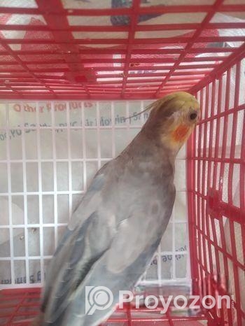 কোকাটেল পাখি বিক্রি হবে (Male)