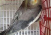 কোকাটেল পাখি বিক্রি হবে (Male)