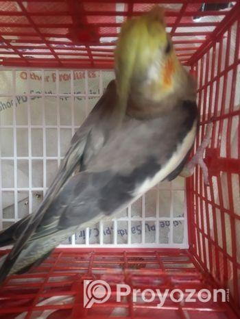 কোকাটেল পাখি বিক্রি হবে (Male)
