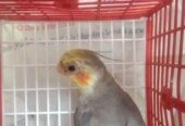 কোকাটেল পাখি বিক্রি হবে (Male)