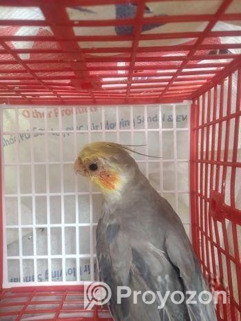কোকাটেল পাখি বিক্রি হবে (Male)