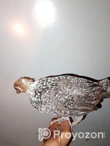 ফাওমি মুরগির বাচ্চা বিক্রি