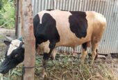 Cow sell Post