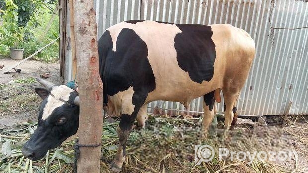 Cow sell Post