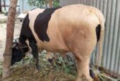 Cow sell Post