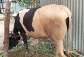 Cow sell Post