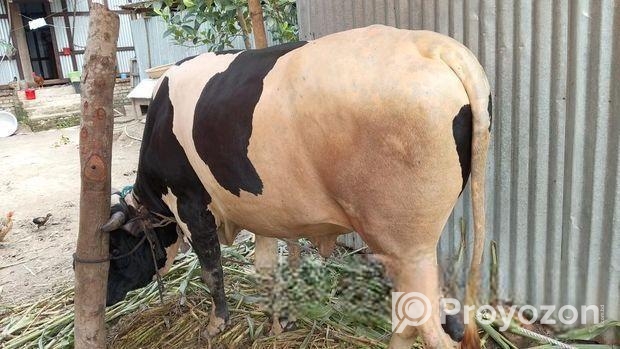 Cow sell Post