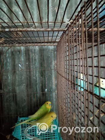 Bajigar phaki bikri hobe