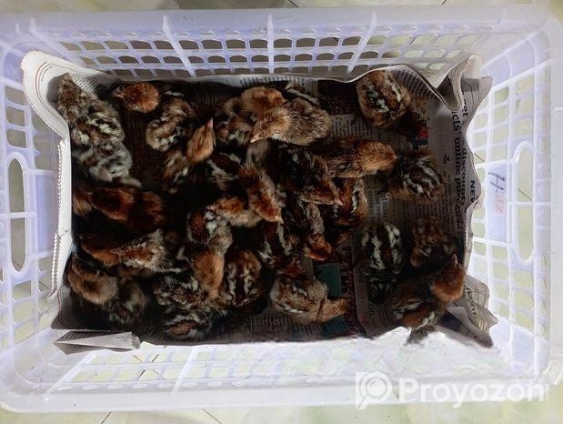 অরজিনাল জাপানি কয়েল পাখি ৪০ দিনের