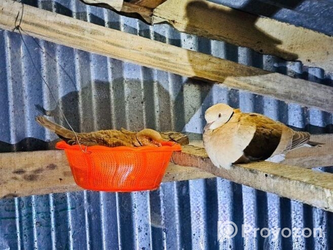 অস্ট্রেলিয়ার ২জোড়া রানিং পেয়ার