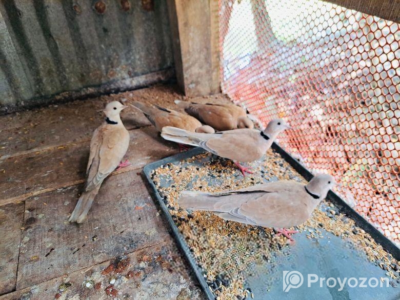 অস্ট্রেলিয়ার ২জোড়া রানিং পেয়ার