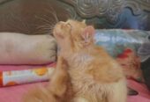 Persian Cat