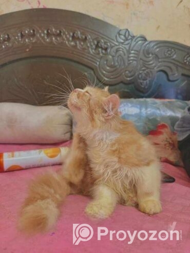 Persian Cat