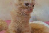 Persian Cat