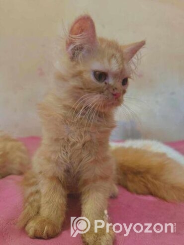 Persian Cat