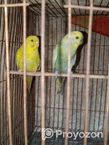 ১ জোরা বাজিগর পাখি রানিং