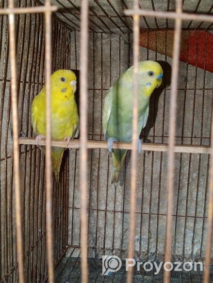 ১ জোরা বাজিগর পাখি রানিং