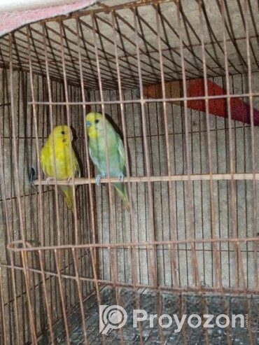 ১ জোরা বাজিগর পাখি রানিং