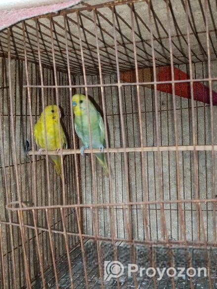 ১ জোরা বাজিগর পাখি রানিং