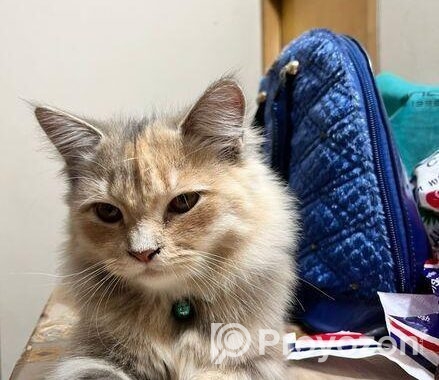Persian cat Sell Post