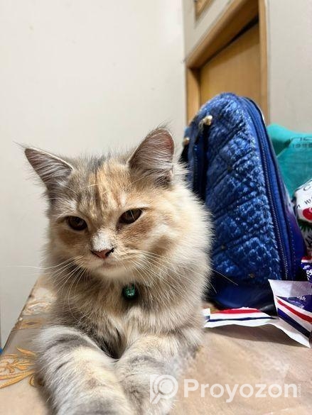 Persian cat Sell Post