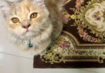 Persian cat Sell Post