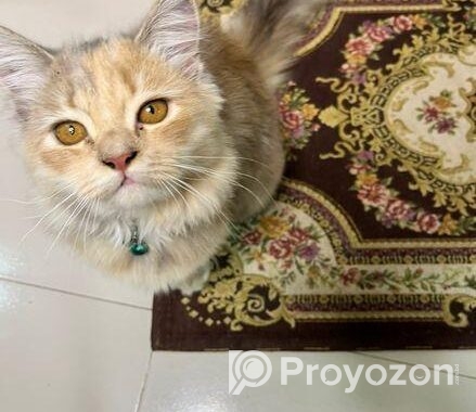 Persian cat Sell Post