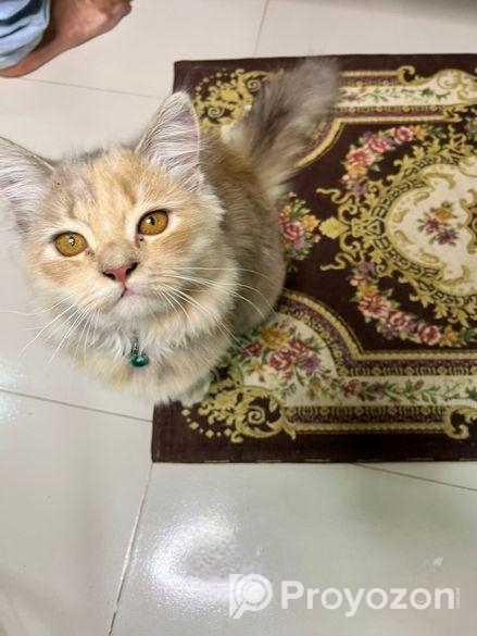Persian cat Sell Post