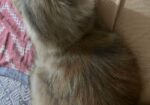 Persian cat Sell Post