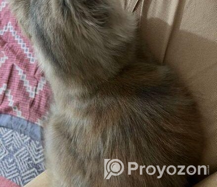 Persian cat Sell Post