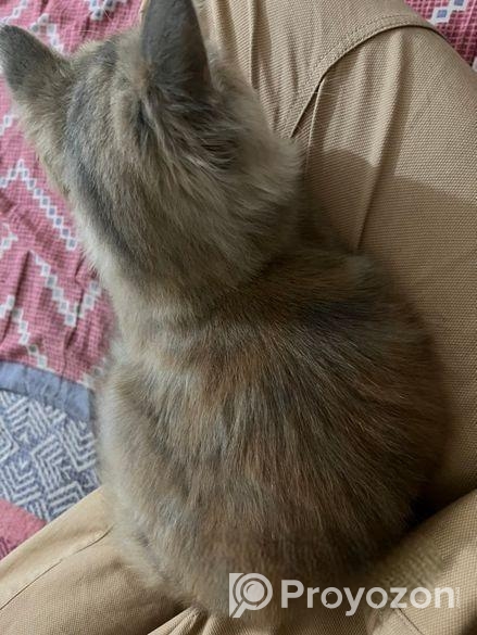 Persian cat Sell Post