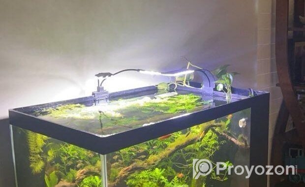 Aquarium with Sump and shoe rack