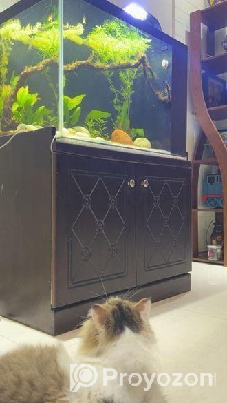 Aquarium with Sump and shoe rack